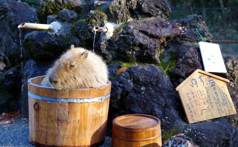 休職期間中の年次有給休暇の取得?